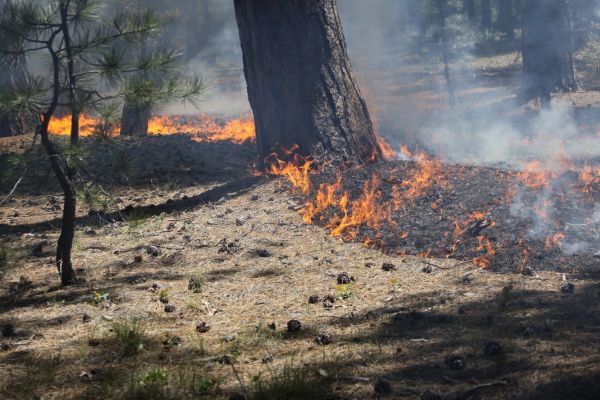 В Николаевской области объявлен чрезвычайный уровень пожарной опасности