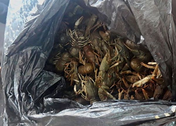 За день на одном рынке в Николаеве экоинспекция изъяла 7 кг раков и 1,5 рыбы