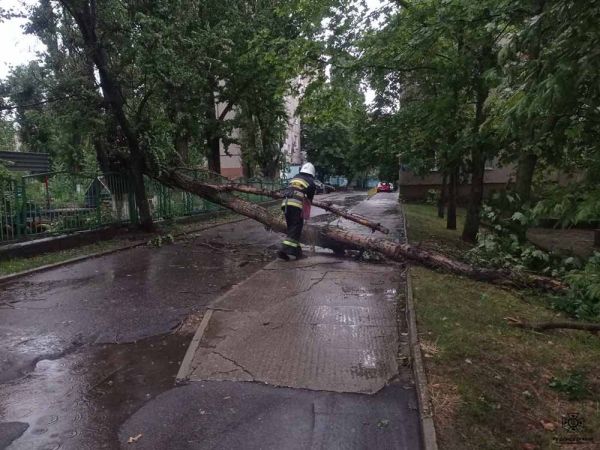 В Николаевской области ветер валил деревья