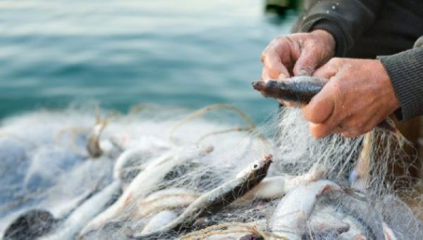 Несмотря на запрет на лов рыбы и раков, браконьерские сети снимают в Южном Буге и в Березанском лимане