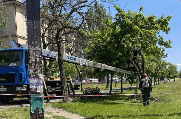В Николаеве при реконструкции водопровода запланировали снести 552 липы только на Центральном проспекте