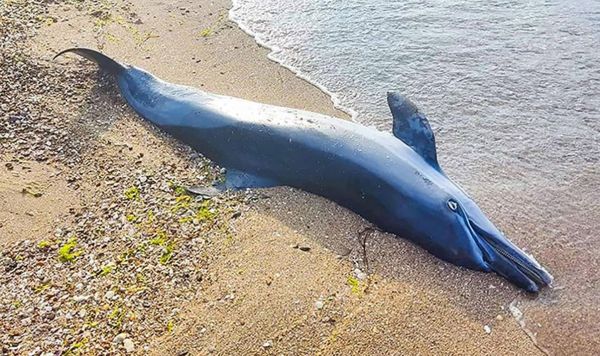 Около тысячи дельфинов погибли в Черном море