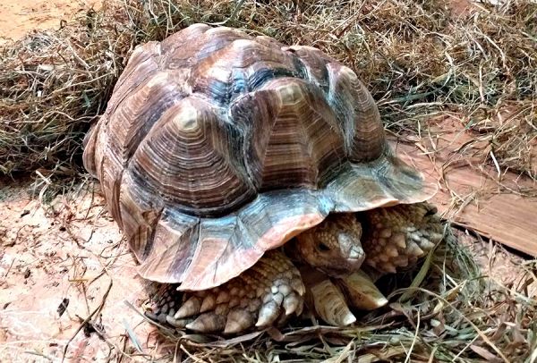 В Николаевский зоопарк приехали новые обитатели (фото)