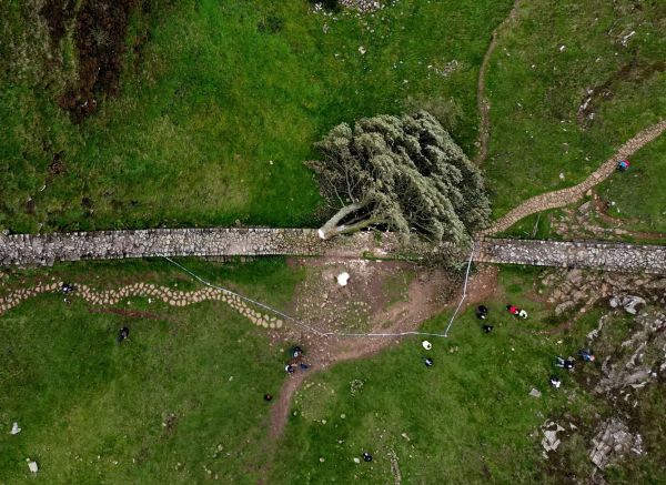 В Британии вандалы срубили самое известное в стране 300-летнее "дерево Робина Гуда"