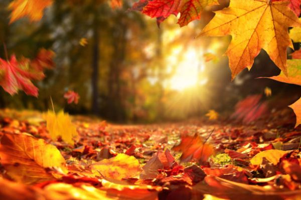 Сегодня Осенины – в 9.50 наступило осеннее равноденсвтвие. Что нельзя делать