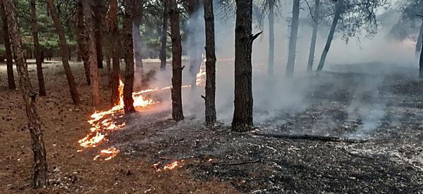 В Снигиревском лесничестве горела заминированная территория леса