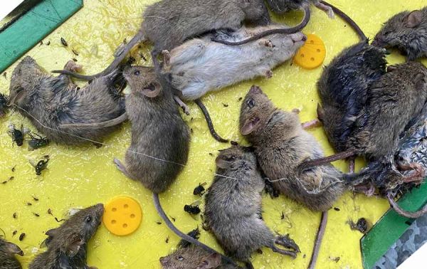 Несколько сел Николаевщины атакуют полчища крыс: люди просят помощи!