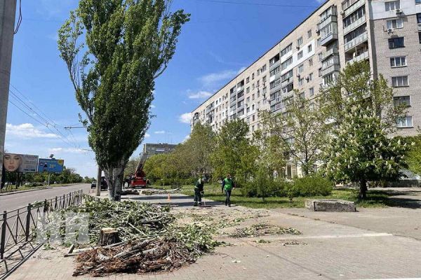 Николаевский мэр запустил голосование: нужно ли в городе высаживать деревья