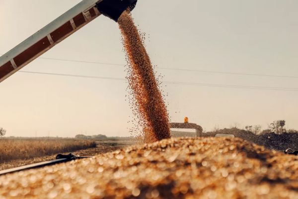 Главная проблема николаевских фермеров, не заминированные поля, а низкая цена на зерно, – Виталий Ким