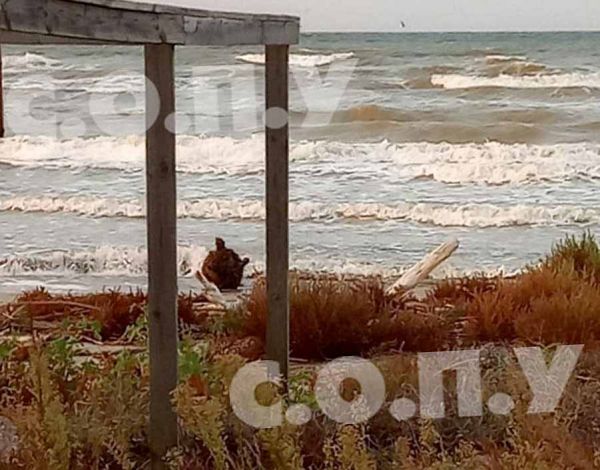 Из-за шторма на морском побережье Николаевской области взорвалась мина