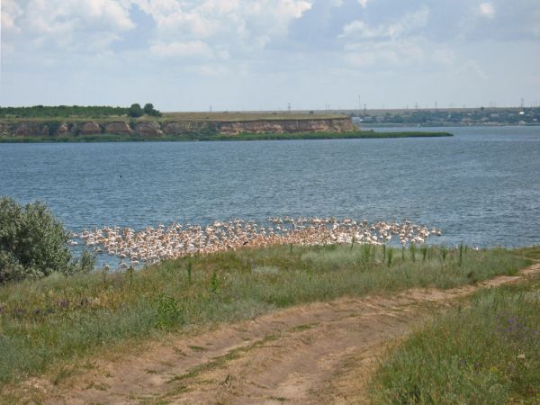 На Николаевщине могут появиться два Национальных парка с пеликанами, желтыми цаплями, редкими тюльпанами, севрюгой и осетрами