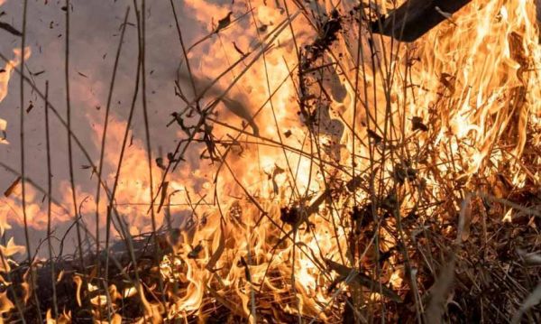 2 га в ландшафтном парке «Тилигульский» выгорели из-за людской халатности, – экологи