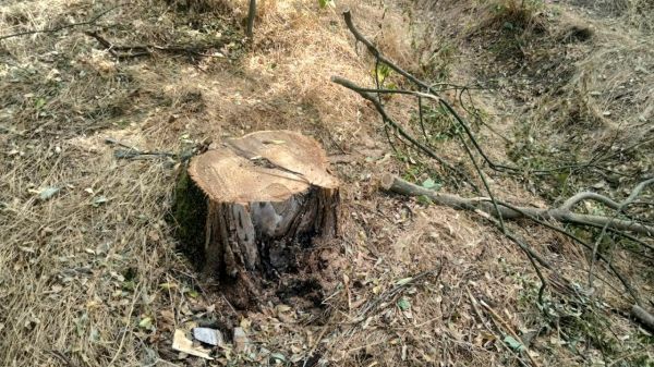 В николаевском парке Победы массовая вырубка деревьев: экоинспекция уже насчитала 56 пней