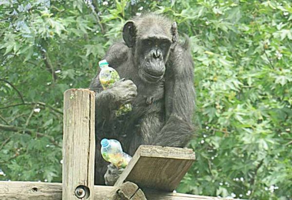 Николаевской шимпанзе Амби исполнилось 55 лет – это старейшая обезьяна Украины