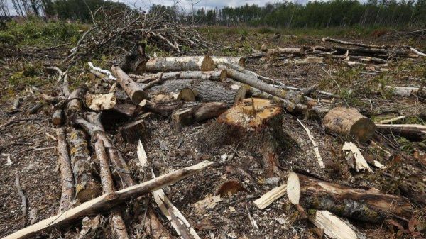 Прокуратура требует изъять у фермера 6 га леса, которые тот незаконно получил от Баштанского лесхоза под распашку