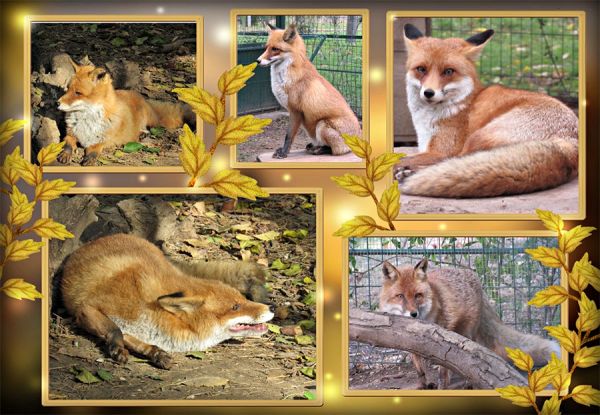 Самая старшая лиса, которая живет в Николаевском зоопарке, сбежала из цирка