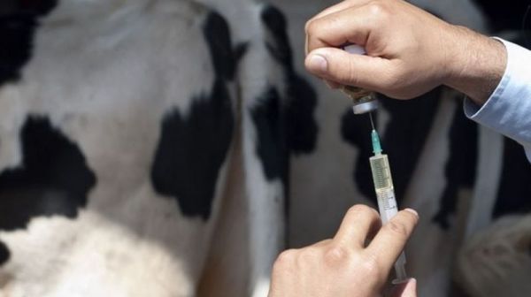 Полгода подряд на ферме в Лоцкино фиксируют случаи лейкоза скота