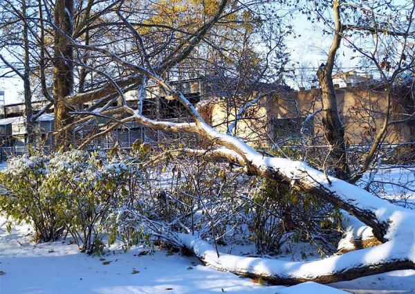 Во время ночной бури в Николаевском зоопарке упало более 10 деревьев (фото)
