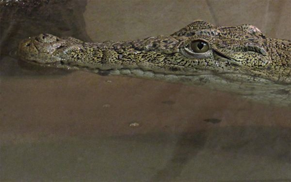 Вольер для крокодила в Николаевском зоопарке перестроили под нового обитателя