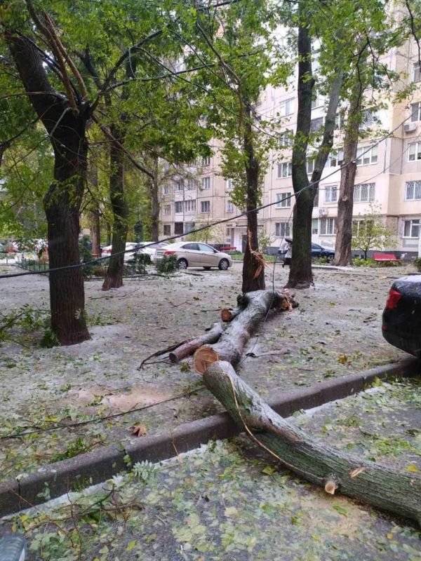 В Одессе ветер валит деревья
