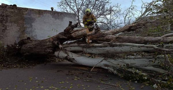 Ветер валил деревья по всей Украине – в Николаеве они падали на дорогу