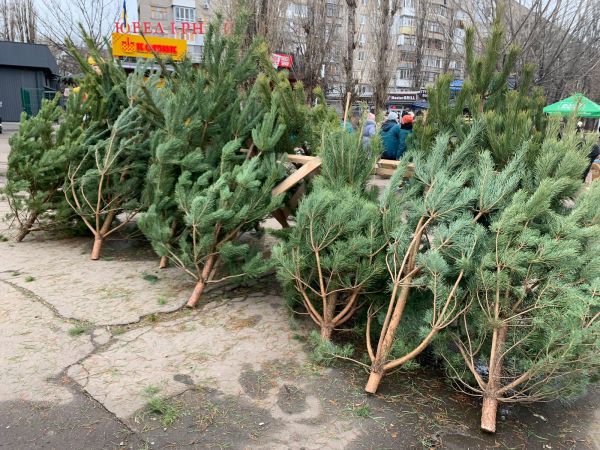 В Николаеве массово торгуют елками и соснами без бирок