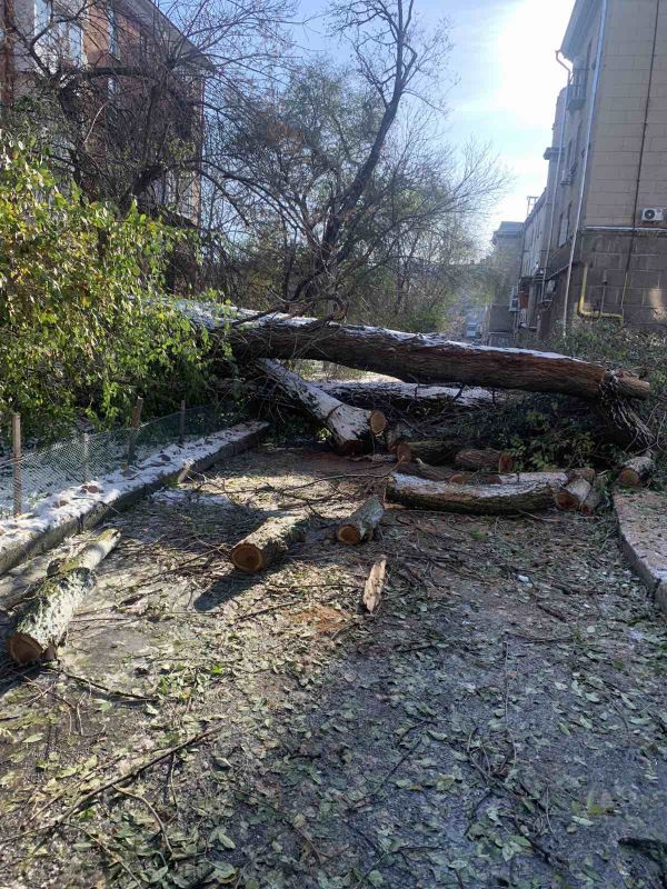 В Николаеве в уходящем году ветер повалил почти 400 тополей