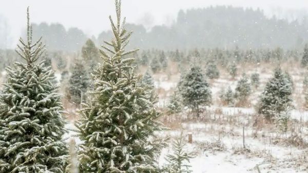 Южный лесной офис опубликовал цены на новогодние ели в Николаевских лесничествах