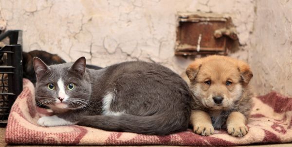 В Украине разрешили прятать домашних животных в укрытиях во время воздушной тревоги