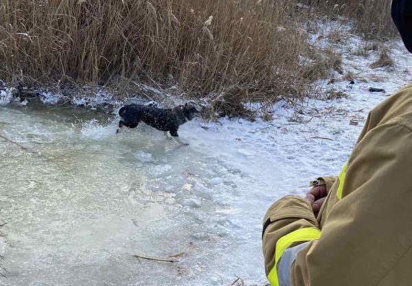 Николаевские спасатели вытащили собаку, которая провалилась под лед на Ингуле (фото)