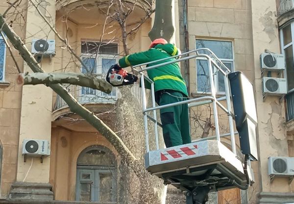 В Николаеве на Соборной кронировали деревья (фото)