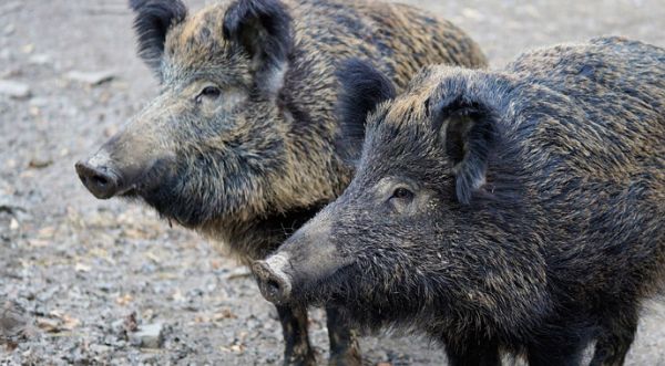 В Баштанском районе объявлен карантин из-за африканской чумы свиней у диких кабанов