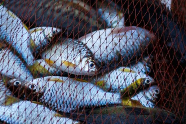 В Николаевской области на Южном Буге в сутки браконьера попали полторы тысячи рыбин