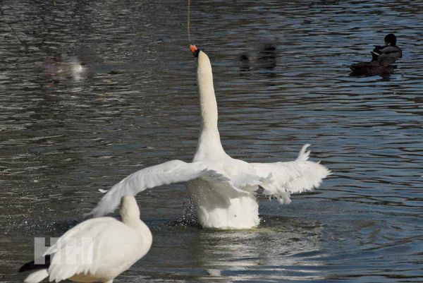 На Николаевщине еще одна вспышка птичьего гриппа: в ландшафтом парке погибли лебеди