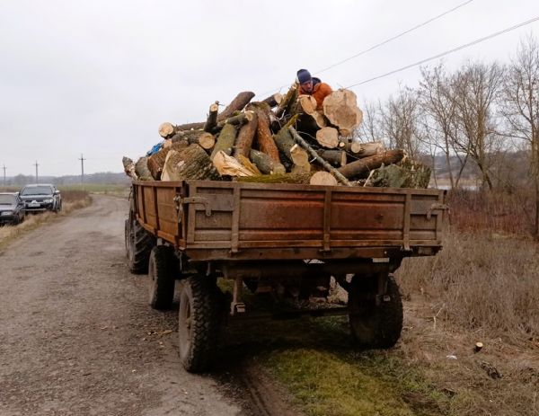 На Николаевщине задержали браконьера, который пилил деревья в промышленных масштабах