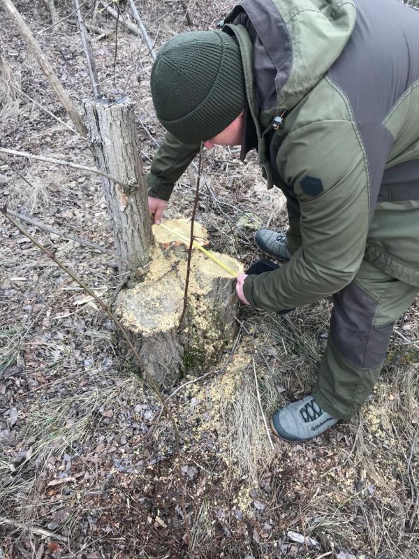 В Николаевской области лесному браконьеру выставили счет за две спиленных акации