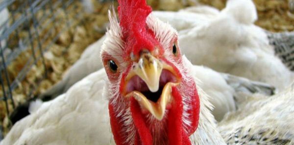 В Баштанском районе третий случай птичьего гриппа за две недели