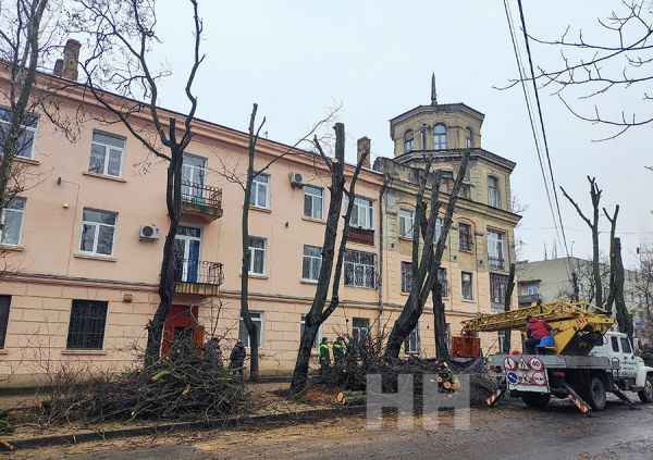 Экоинспекция объяснила, чем варварское кронирование деревьев в Николаеве отличается от санитарной обрезки