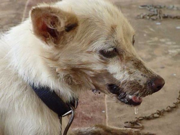 В Первомайске от бешенства погибла еще одна домашняя собака