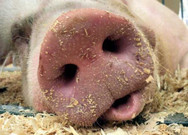 На Николаевщине обнаружен новый очаг вспышки африканской чумы свиней