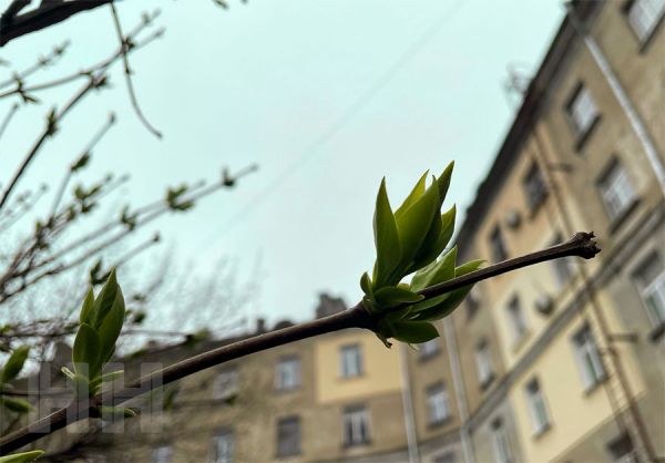 Метеорологическая весна в Николаеве наступила на 44 дня раньше