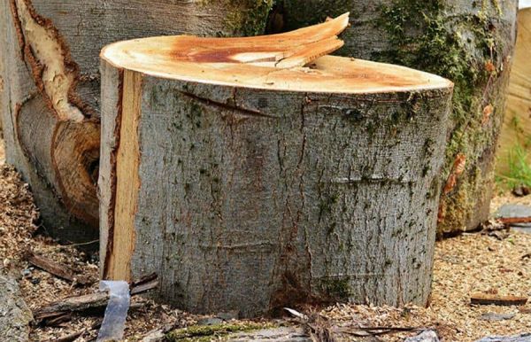 В Николаеве продолжают уничтожать деревья: на улице Николаевской спилили пять вязов