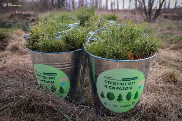 В «Зеленой стране» в Николаевской области появятся еще шесть тысяч дубов и сосен