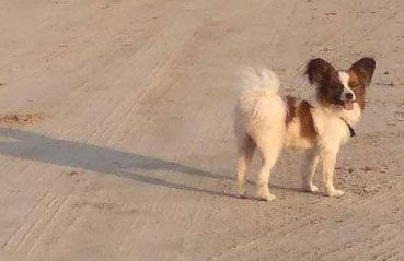 В Николаеве владелица бойцовской собаки, которая загрызла папийона, заплатит смехотворный штраф