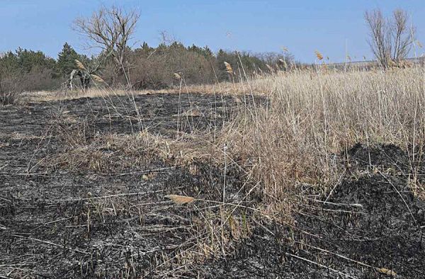 На Николаевщине лесники сутки вручную сдерживали огонь перед лесом: пожарная машина подъехать не смогла