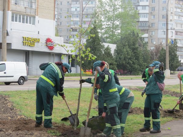 В Николаеве озеленители начали весеннюю высадку деревьев