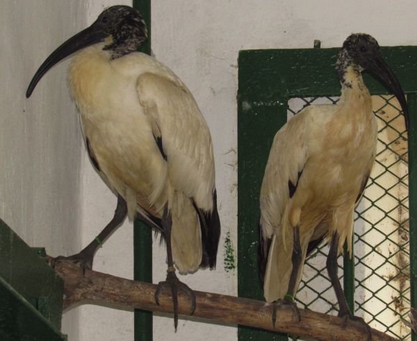 В Николаевский зоопарк во время «трансферного окна» прибыли священные ибисы, королевские фазаны и каракал Бобо