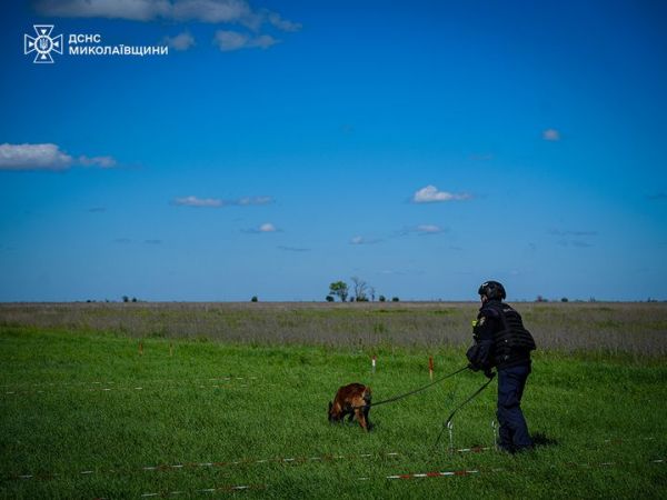 Бельгийские овчарки Альф и Квад на Николаевщине обнаружили 38 боеприпасов