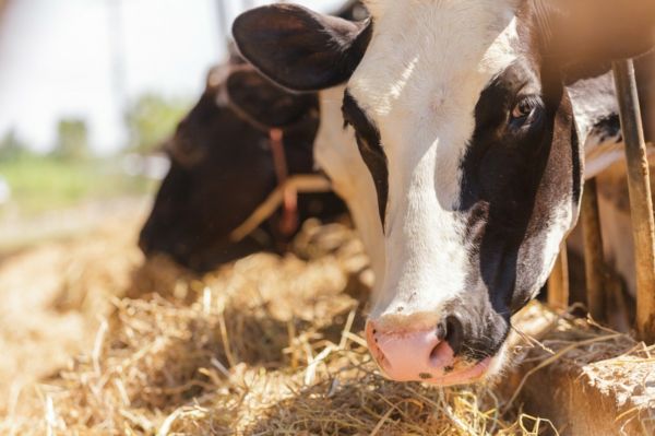 В двух хозяйствах Лоцкино уже несколько месяцев не могут справиться с лейкозом крупного рогатого скота