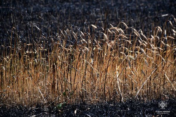 На Николаевщине сгорело 5 га пшеницы, поле в 11 га удалось спасти